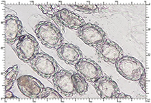 Genea hispidula